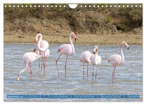 Produktbild: V&ouml;gel der Algarve (Wandkalender 2026 DIN A4 quer), CALVENDO Monatskalender