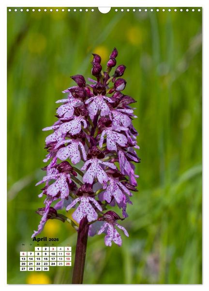 Produktbild: Zauber der Natur - Heimische Orchideen und Wiesenblumen (Wandkalender 2026 DIN A3 hoch), CALVENDO Monatskalender