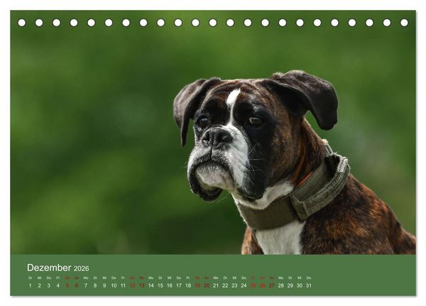 Produktbild: Fantastische Boxer - Sieger der Herzen (Tischkalender 2026 DIN A5 quer), CALVENDO Monatskalender