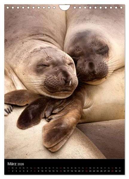 Produktbild: Tiere - Animals (Wandkalender 2026 DIN A4 hoch), CALVENDO Monatskalender