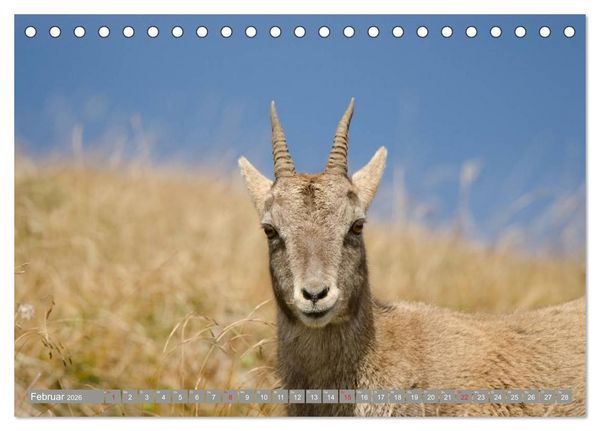Produktbild: Steinwild am Pilatus (Tischkalender 2026 DIN A5 quer), CALVENDO Monatskalender
