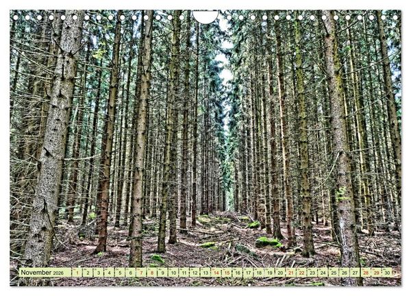 Produktbild: Verwunschene Waldtr&auml;ume: Ein Kalender voller Magie (Wandkalender 2026 DIN A4 quer), CALVENDO Monatskalender
