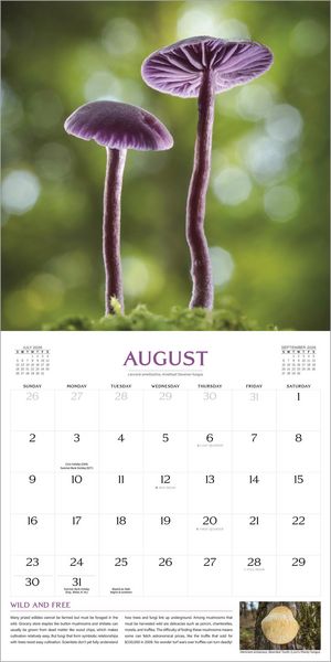 Produktbild: The Magical World of Mushrooms Wall Calendar 2026