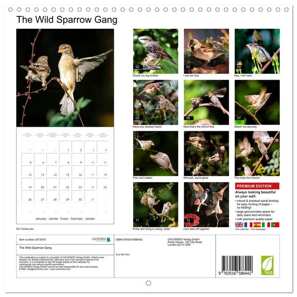 Produktbild: The Wild Sparrow Gang (Wall Calendar 2026 12 &times; 12 Inch) CALVENDO 12 Month Wall Calendar