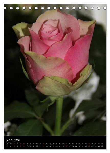 Produktbild: Zauberhafte Rosen (Tischkalender 2026 DIN A5 hoch), CALVENDO Monatskalender
