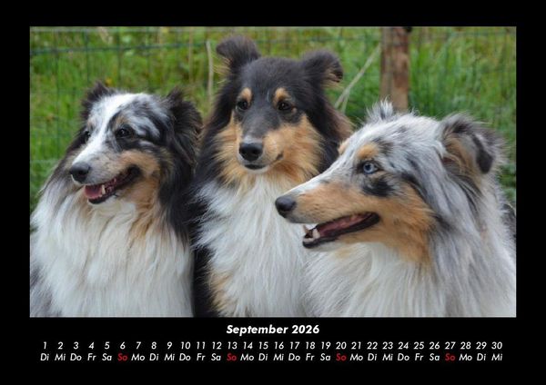 Produktbild: Hundezauber 2026 Fotokalender DIN A3