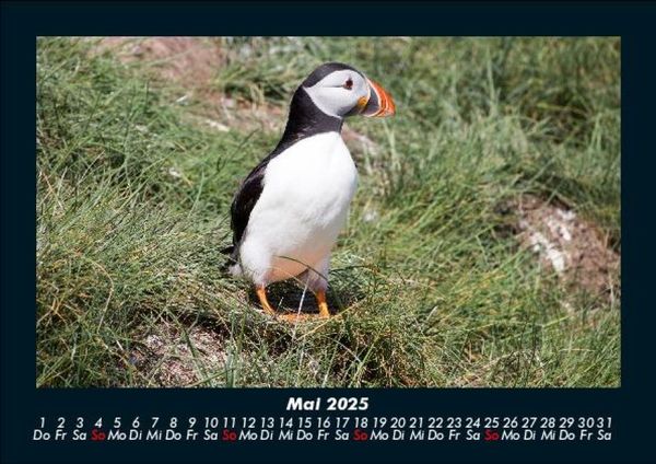 Produktbild: Welt der V&ouml;gel 2025 Fotokalender DIN A5