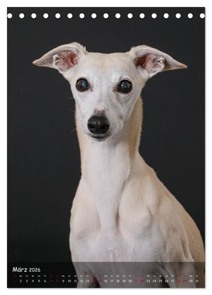 Produktbild: Whippets im Portrait (Tischkalender 2026 DIN A5 hoch), CALVENDO Monatskalender