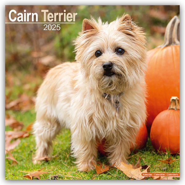 Cairn Terrier – Cairn Terrier 2025 – 16-Monatskalender