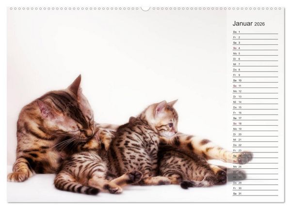 Produktbild: Die Bengalkatze. Edition Jungtiere (Wandkalender 2026 DIN A2 quer), CALVENDO Monatskalender