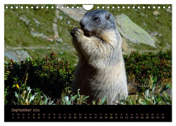Produktbild: Wildlife - Verspielte Murmeltiere (Wandkalender 2026 DIN A4 quer), CALVENDO Monatskalender