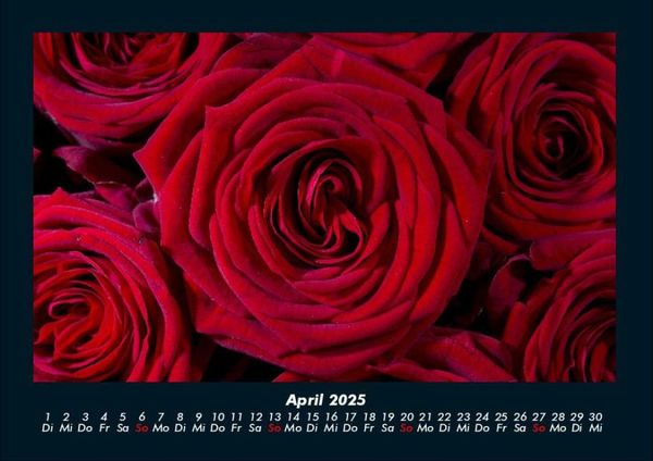 Produktbild: Rosentraum 2025 Fotokalender DIN A4