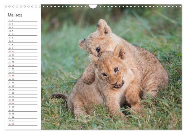 Produktbild: Emotionale Momente: L&ouml;wenbabys - so s&uuml;&szlig;. (Wandkalender 2026 DIN A3 quer), CALVENDO Monatskalender