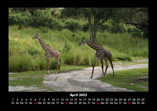 Produktbild: Giraffen 2025 Fotokalender DIN A3