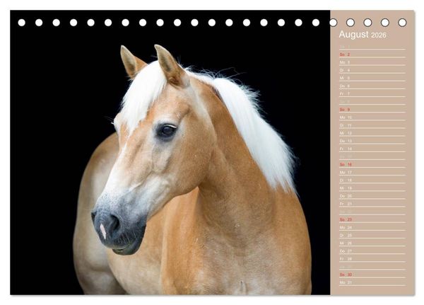 Produktbild: Haflinger / Geburtstagskalender (Tischkalender 2026 DIN A5 quer), CALVENDO Monatskalender