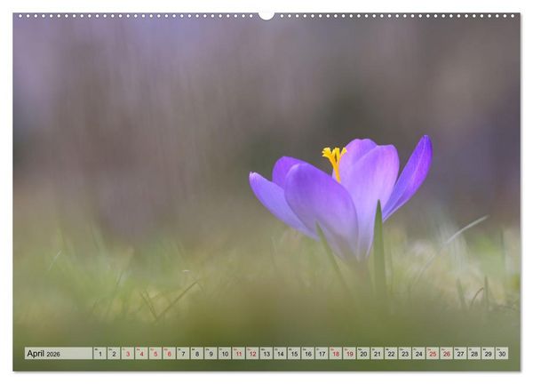 Produktbild: Wenn Bl&uuml;ten tr&auml;umen tanzt das Licht (Wandkalender 2026 DIN A2 quer), CALVENDO Monatskalender