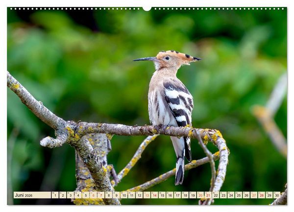 Produktbild: Unsere Vogelvielfalt: Ein Schatz zum Entdecken und Sch&uuml;tzen (hochwertiger Premium Wandkalender 2026 DIN A2 quer), Kunstdruck in Hochglanz