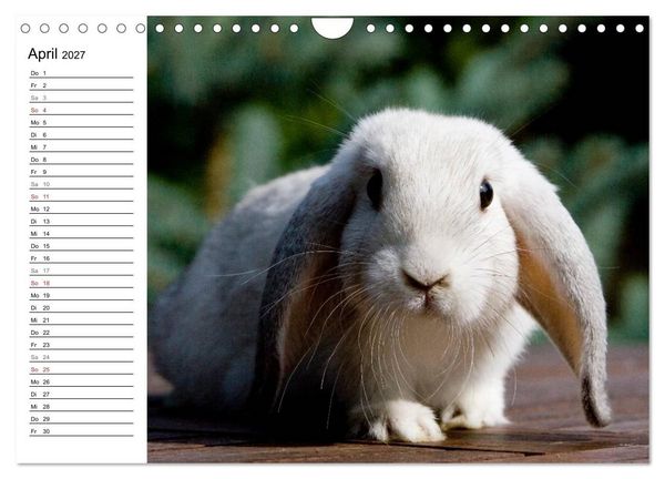 Produktbild: Kaninchen - knuddelige Hausgenossen (Wandkalender 2027 DIN A4 quer), CALVENDO Monatskalender
