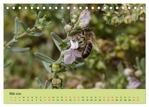 Produktbild: Bienen bei der Arbeit (Tischkalender 2026 DIN A5 quer), CALVENDO Monatskalender