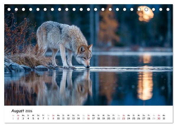Produktbild: W&ouml;lfe im Mondlicht - Ruf der Wildnis (Tischkalender 2026 DIN A5 quer), CALVENDO Monatskalender
