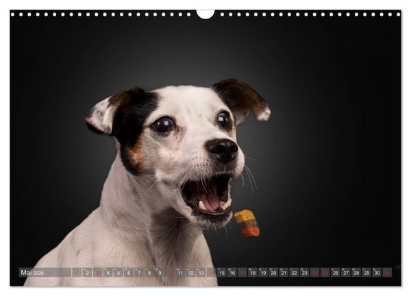 Produktbild: Fang das Leckerlie (Wandkalender 2026 DIN A3 quer), CALVENDO Monatskalender
