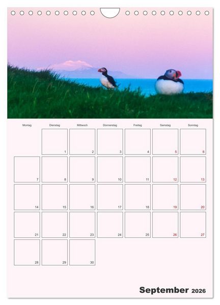 Produktbild: Papageitaucher Monatsplaner (Wandkalender 2026 DIN A4 hoch), CALVENDO Monatskalender