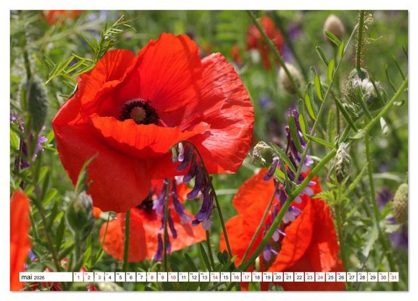 Produktbild: Au royaume des fleurs (Calendrier mural 2026 DIN A2 vertical) calendrier de bureau