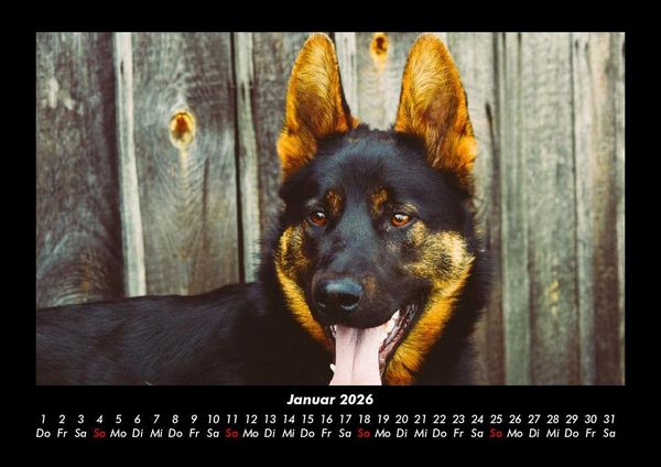 Produktbild: Hundezauber 2026 Fotokalender DIN A3