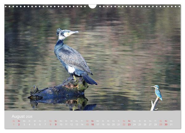 Produktbild: Der Eisvogel, ein Juwel der Natur (Wandkalender 2026 DIN A3 quer), CALVENDO Monatskalender