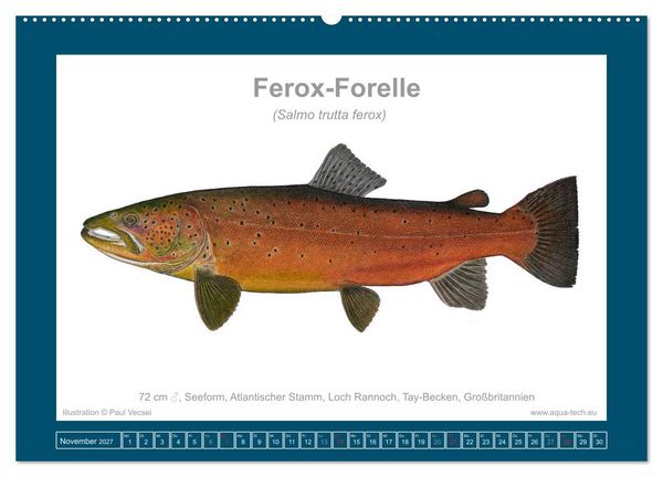 Produktbild: Fisch als Kunst 2027: Seeforellen (Wandkalender 2027 DIN A2 quer), CALVENDO Monatskalender