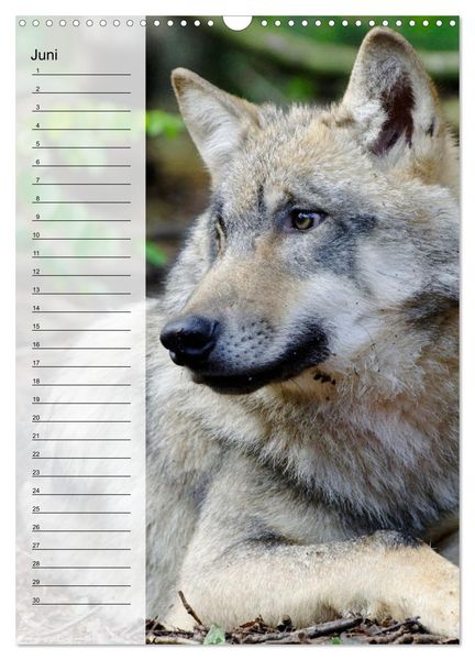 Produktbild: Der Wolf - Isegrim in den heimischen W&auml;ldern - Kalender 2026 (Wandkalender 2026 DIN A3 hoch), CALVENDO Monatskalender
