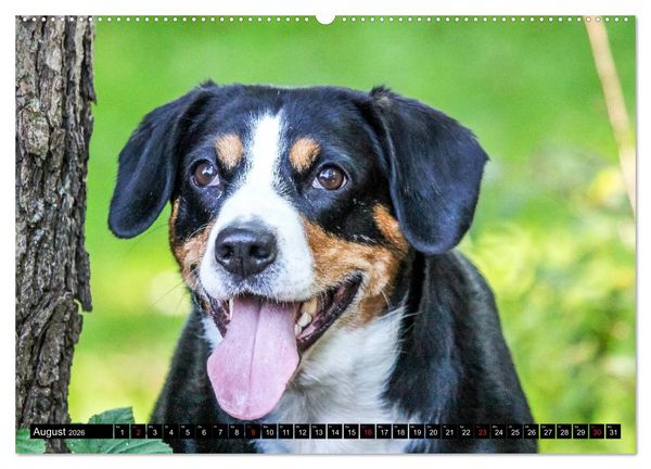 Produktbild: Entlebucher Sennenhund - treue Freunde (Wandkalender 2026 DIN A2 quer), CALVENDO Monatskalender