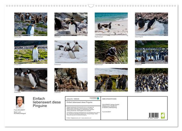 Produktbild: Einfach liebenswert diese Pinguine (Wandkalender 2026 DIN A2 quer), CALVENDO Monatskalender