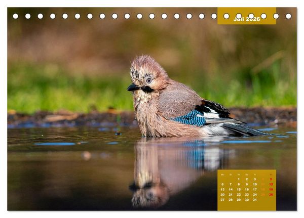 Produktbild: SINGV&Ouml;GEL - Die pr&auml;chtigen S&auml;nger in sch&ouml;nem Ambiente (Tischkalender 2026 DIN A5 quer), CALVENDO Monatskalender