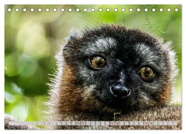 Produktbild: Wildnis Madagaskar (Tischkalender 2027 DIN A5 quer), CALVENDO Monatskalender