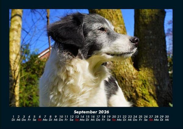 Produktbild: Hunde 2026 Fotokalender DIN A4