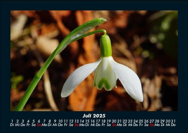 Produktbild: Blumenkalender 2025 Fotokalender DIN A5