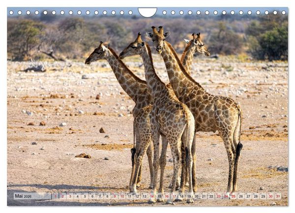 Produktbild: Namibia - Simbabwe - Botswana Leben zwischen W&uuml;ste und Wildnis (Wandkalender 2026 DIN A4 quer), CALVENDO Monatskalender