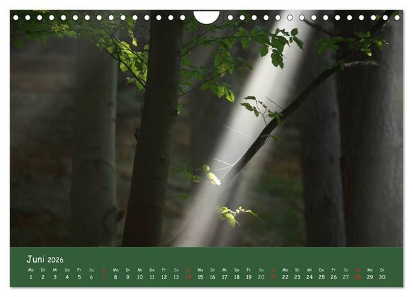 Produktbild: Lichter im Wald (Wandkalender 2026 DIN A4 quer), CALVENDO Monatskalender