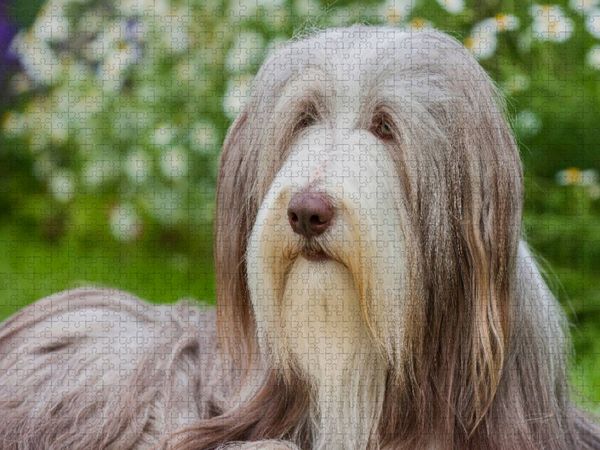 Produktbild: CALVENDO Puzzle Bearded Collie H&uuml;ndin | 1000 Teile Lege-Gr&ouml;&szlig;e 64x48cm Foto-Puzzle f&uuml;r gl&uuml;ckliche Stunden