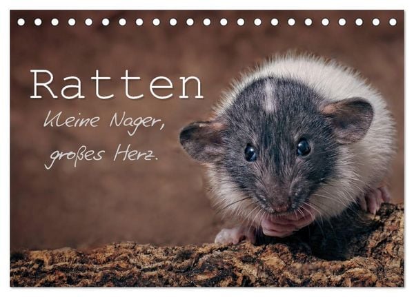 Produktbild: Ratten. Kleine Nager, gro&szlig;es Herz. (Tischkalender 2026 DIN A5 quer), CALVENDO Monatskalender
