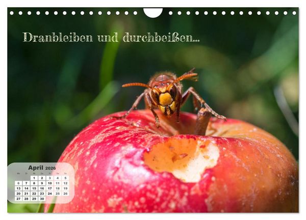 Produktbild: Tierisch und Heiter - Das Leben geht weiter 2026 (Wandkalender 2026 DIN A4 quer), CALVENDO Monatskalender