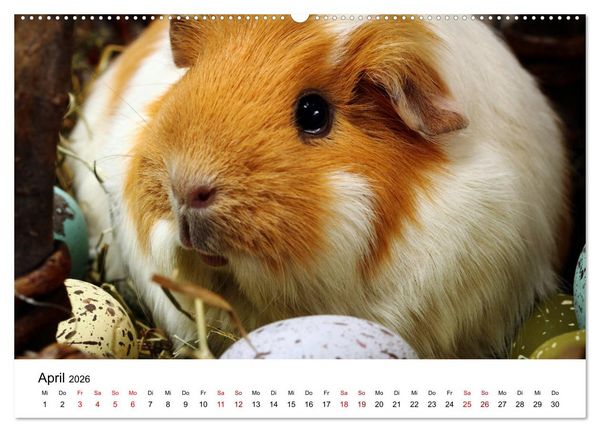 Produktbild: Unsere Meerschweinchen (hochwertiger Premium Wandkalender 2026 DIN A2 quer), Kunstdruck in Hochglanz