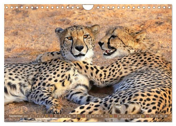 Produktbild: Katzen Afrikas (Wandkalender 2027 DIN A4 quer), CALVENDO Monatskalender