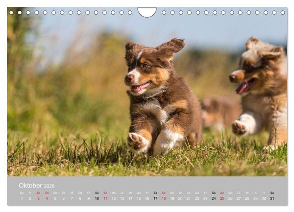 Produktbild: Australian Shepherd 2026 (Wandkalender 2026 DIN A4 quer), CALVENDO Monatskalender