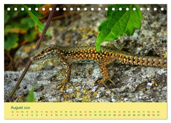 Produktbild: Flinke Eidechsen (Tischkalender 2026 DIN A5 quer), CALVENDO Monatskalender