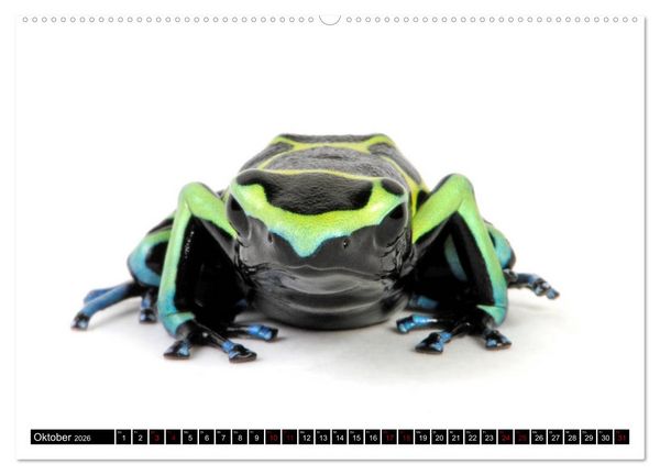 Produktbild: Amphibien und Reptilien (hochwertiger Premium Wandkalender 2026 DIN A2 quer), Kunstdruck in Hochglanz