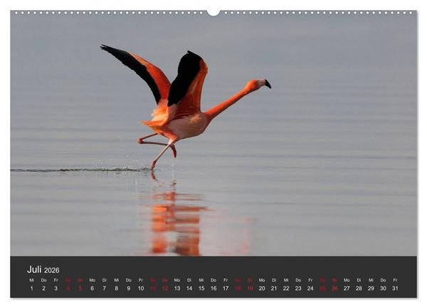 Produktbild: Pretty Flamingo (Wandkalender 2026 DIN A2 quer), CALVENDO Monatskalender
