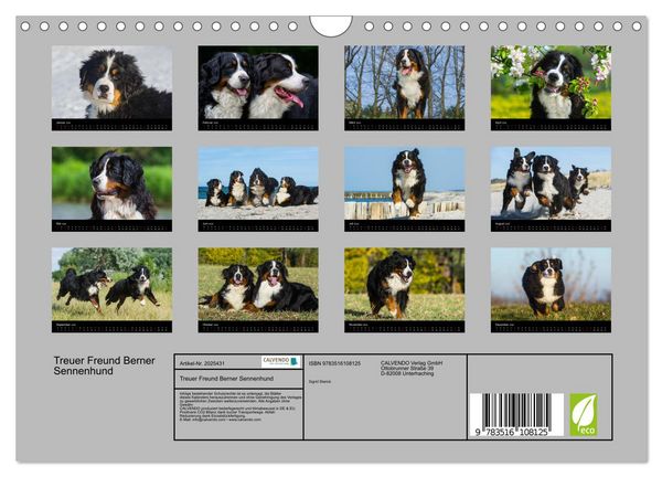 Produktbild: Treuer Freund Berner Sennenhund (Wandkalender 2026 DIN A4 quer), CALVENDO Monatskalender