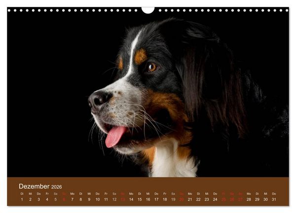 Produktbild: Berner Sennenhunde (Wandkalender 2026 DIN A3 quer), CALVENDO Monatskalender